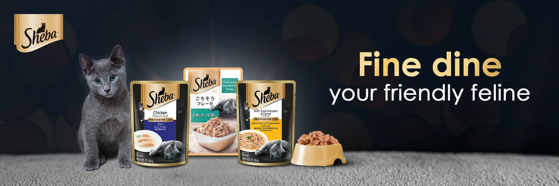 SHEBA DRY FOOD