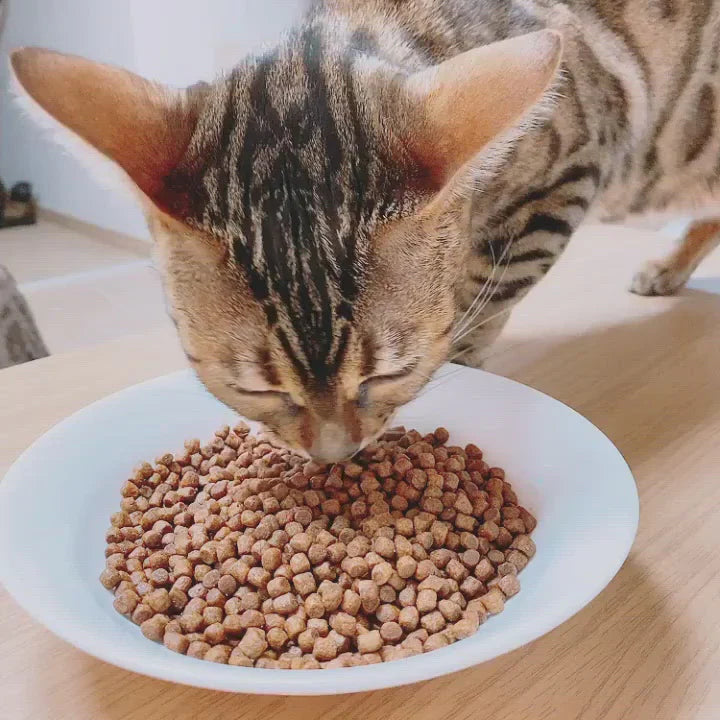 Kitten Dry Food Collection