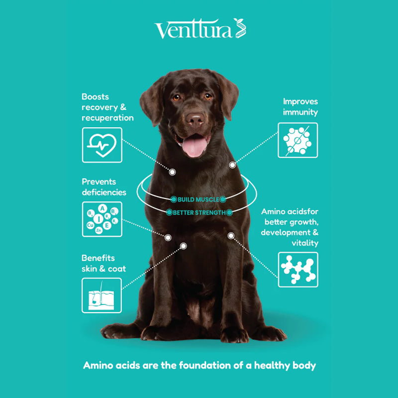 Venttura Amino Plus Syrup for Dogs – Supports Muscle Health & Recovery