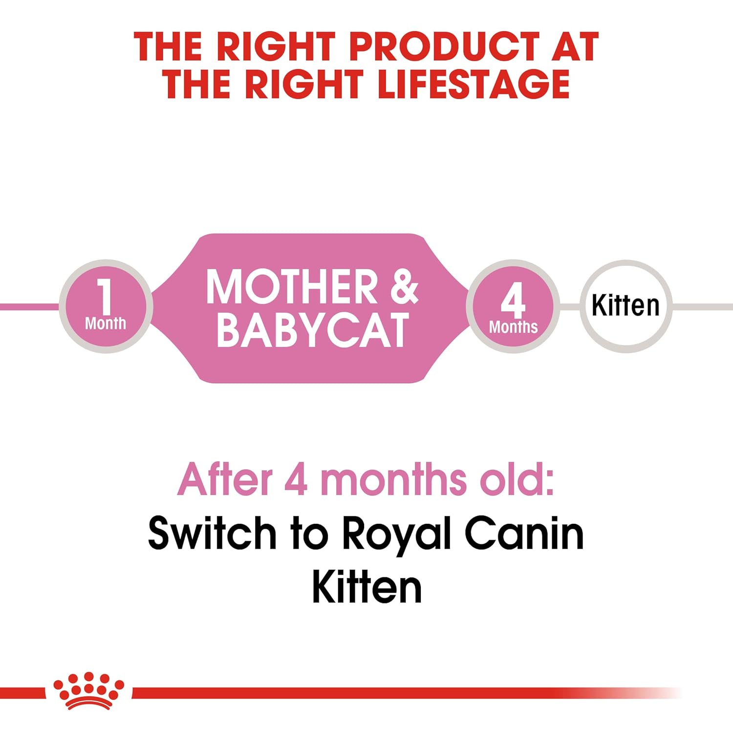 High-quality kitten food with antioxidants
