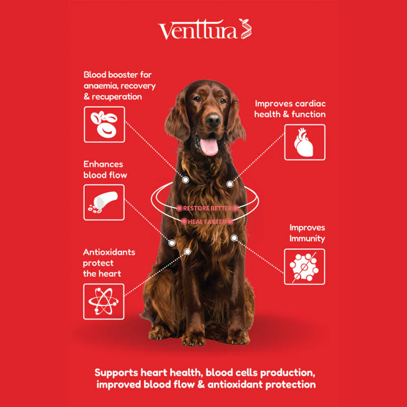 Venttura Ferro Plus Iron Supplement Syrup for Dogs – Supports Healthy Red Blood Cells & Energy Levels