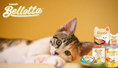 Soft and tasty Bellotta Tuna & Shrimp wet cat food
