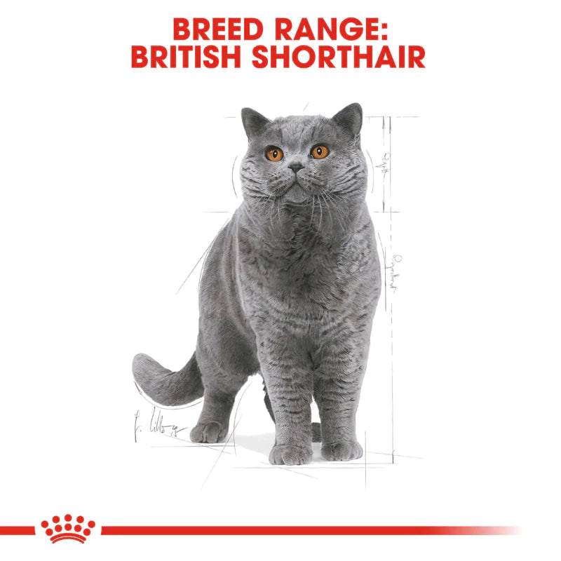 Royal Canin British Shorthair Adult Dry Cat Food, 2kg (Pack of 1)