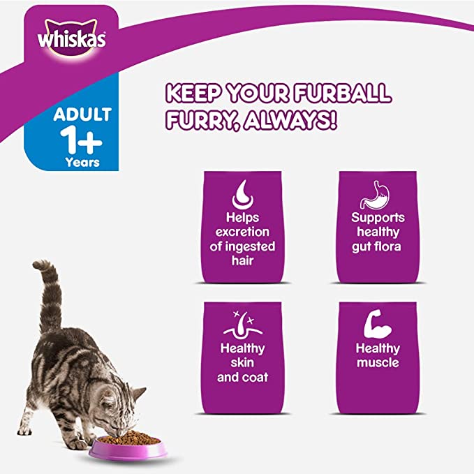 Balanced Nutrition for Active Cats
