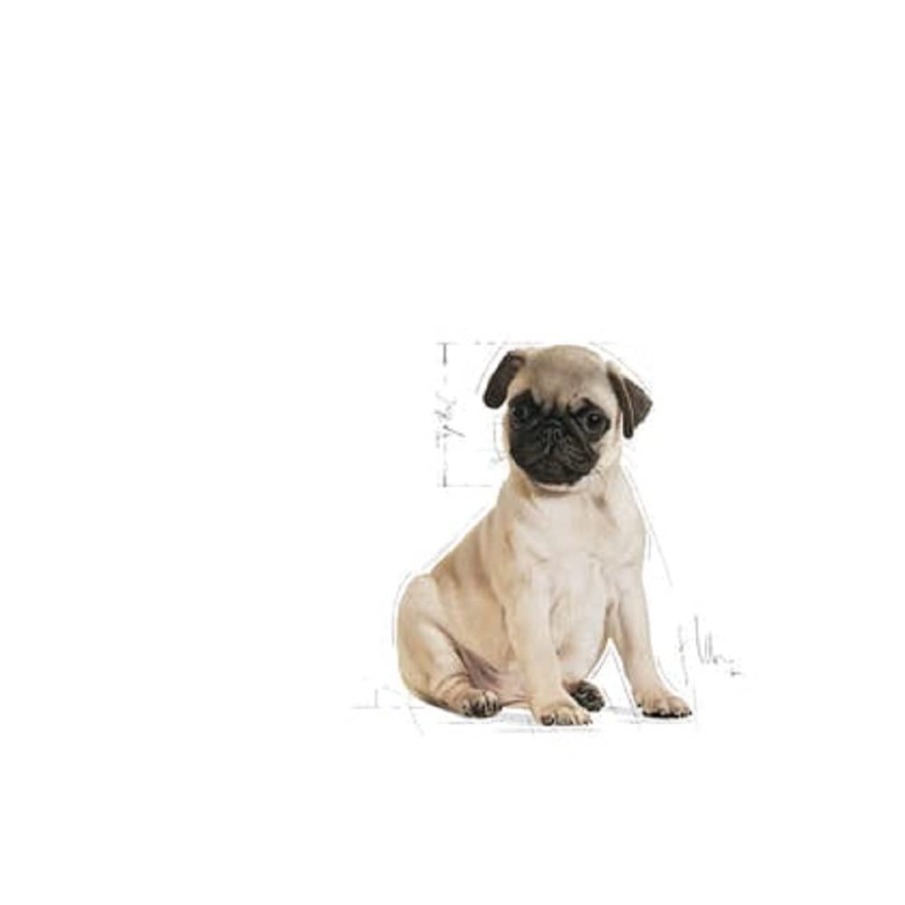 Healthy Pug puppy eating Royal Canin puppy food