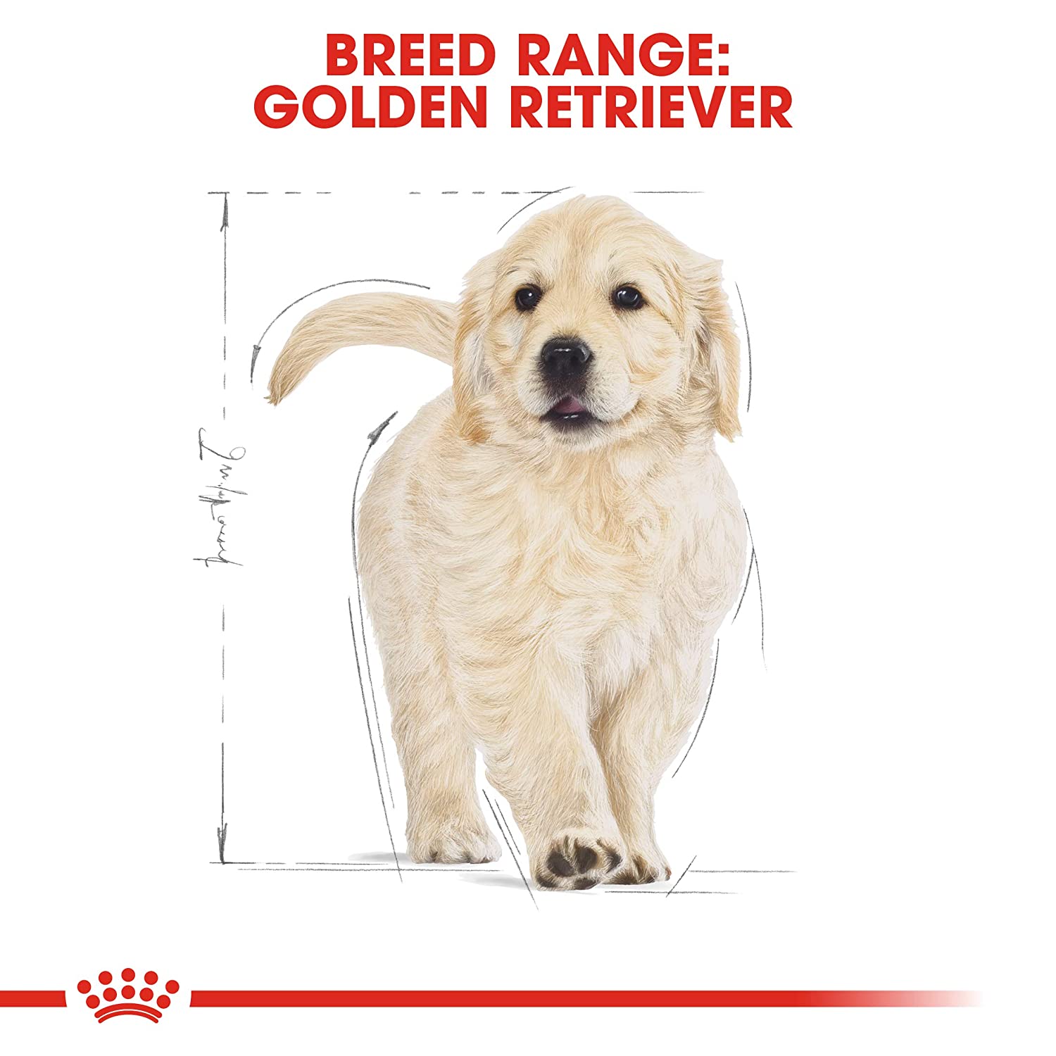 Golden Retriever puppy nutrition food with DHA